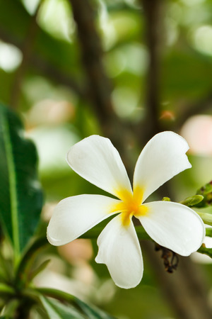 White frangipani flowers on natural backgroundの写真素材