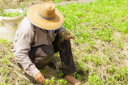 Farmer working in the urban farm-2の写真素材