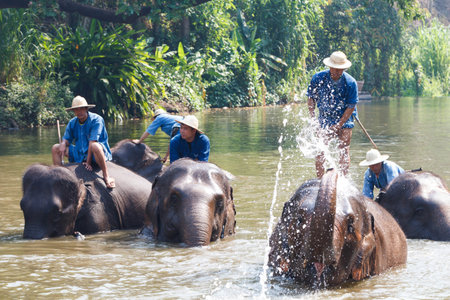 LAMPANG, THAILAND - APRIL. 4: Daily elephants bath at The Thai Elephant Conservation Center (TECC), mahouts bathe and clean the elephants in the the river , APRIL 4, 2015 in Lampang, Thailand.のeditorial素材