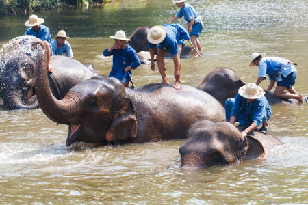 LAMPANG, THAILAND - APRIL. 4: Daily elephants bath at The Thai Elephant Conservation Center (TECC), mahouts bathe and clean the elephants in the the river , APRIL 4, 2015 in Lampang, Thailand.のeditorial素材