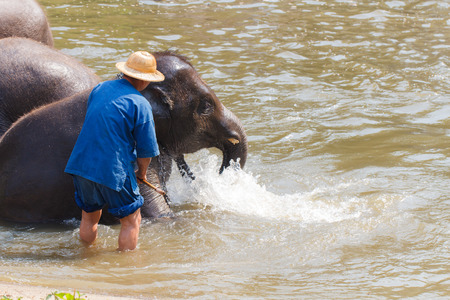 Mahout bath and clean the elephants in the the river in Lampang, Thailand-2の写真素材