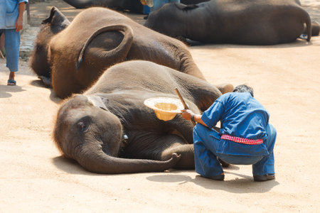 Elephants and mahout outdoor in Lampang province, Thailand-2の写真素材