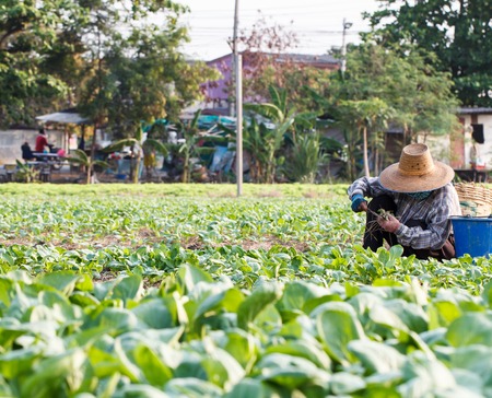 Farmer working in rural Vegetables field-2の写真素材