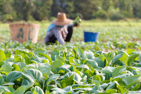 Vegetables field with rural farmer working backgroundの写真素材
