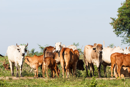 Group of cow の写真素材