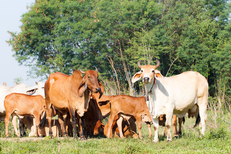 White and brown cow standing outdoorの写真素材