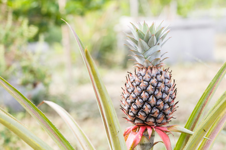 Pineapple fruit growing in farmの写真素材