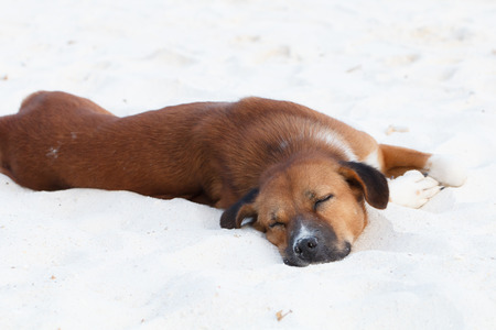 Street dog sleep on the beachの写真素材