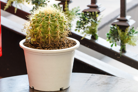 Close up of cactus tree outdoorの写真素材