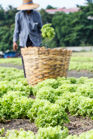 Lettuce plants field with rural farmer backgroundの写真素材
