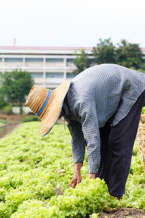 Rural farmer harvest fresh lettuce plants on fieldの写真素材