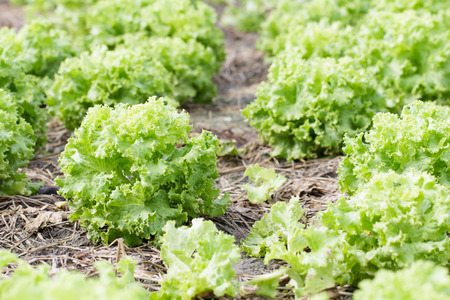 Fresh lettuce plants on a fertile field, ready to harvestedの写真素材