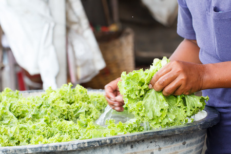 Hand of rural farmer washing lettuceの写真素材