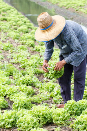 Rural farmer harvest fresh lettuce plants on fieldの写真素材