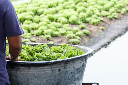 Fresh lettuce plants washing by rural farmerの写真素材