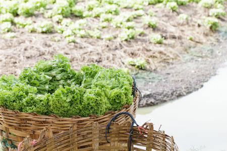 Fresh lettuce plants with field backgroundの写真素材