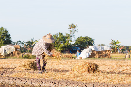 Rural farmer with haystack prepare for agriculture-15の写真素材