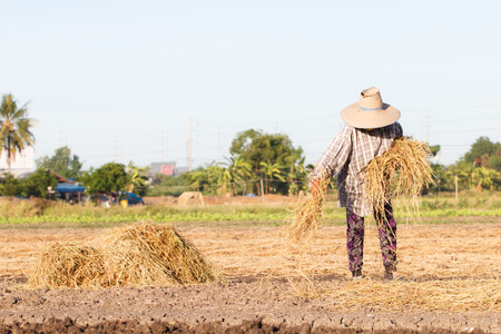 Rural farmer with haystack prepare for agriculture-5の写真素材
