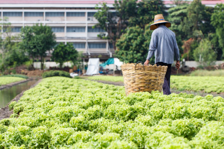 Lettuce plants field with rural farmer backgroundの写真素材
