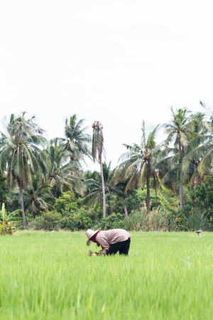 Farmer working at the rice fieldの写真素材