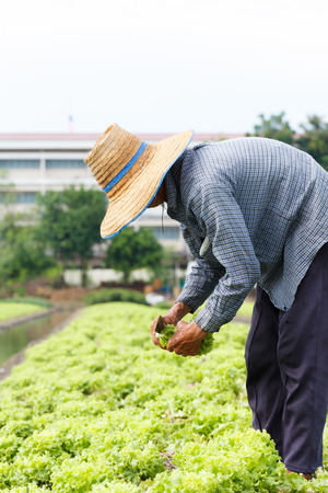 Rural farmer harvest fresh lettuce plants on fieldの写真素材