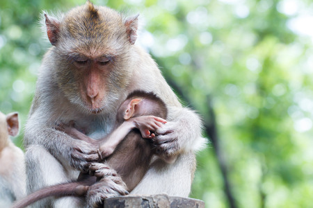 Monkey mother with baby sleeping in handの写真素材