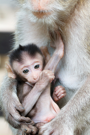 Close up of baby monkey in hand motherの写真素材