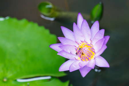 Beautiful Blooming lotus flower outdoorの写真素材