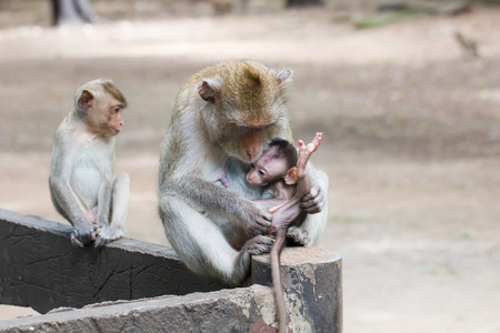 Close up of baby monkey in hand motherの写真素材