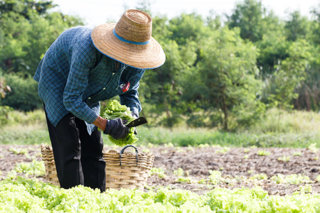 Farmer people working in the urban farming fieldの写真素材
