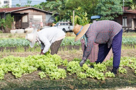 Women rural farmer working on the vegetable field, Thailandのeditorial素材