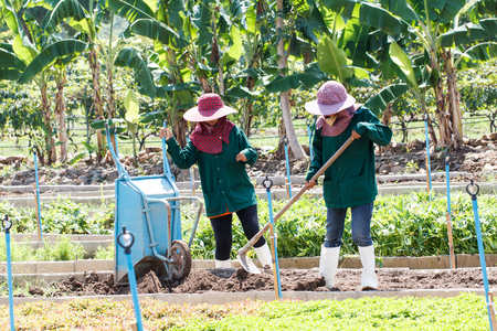 Rural farmer working on the Vegetables fieldの写真素材
