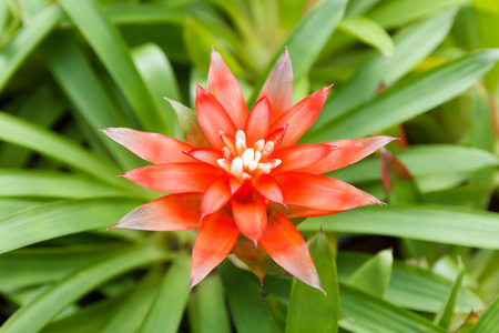 Bromeliads red flower in summer-2の写真素材