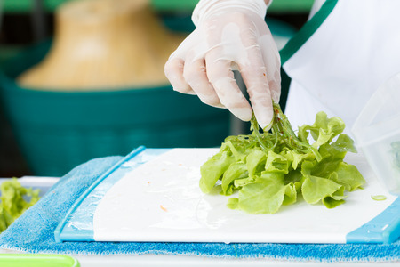 Hand prepare raw organic leaf  vegetableの写真素材