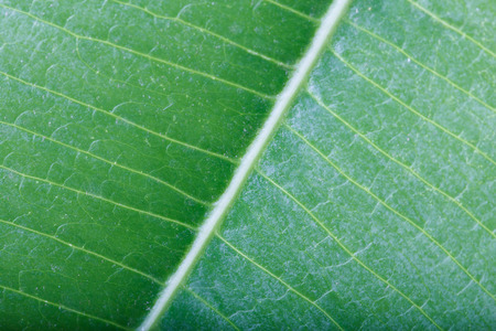 Texture of green leaf backgroundの写真素材