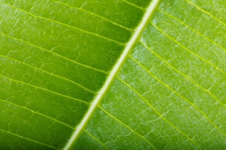 Texture of green leaf background