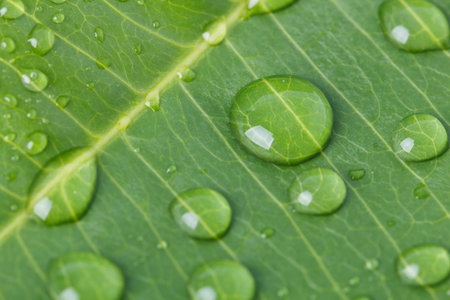 Beautiful green leaf texture with drops of water