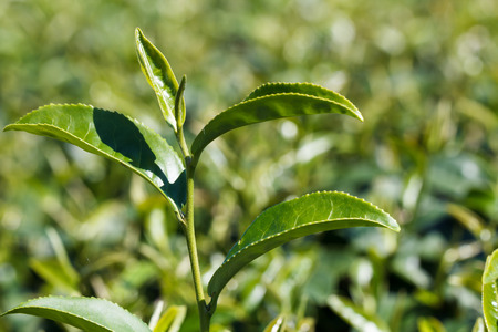closeup fresh green tea leaves on morning timeの写真素材