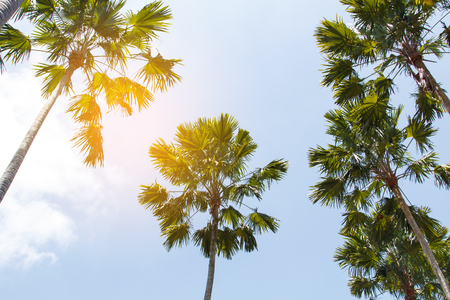 Palm tree with blue sky background on daytimeの写真素材
