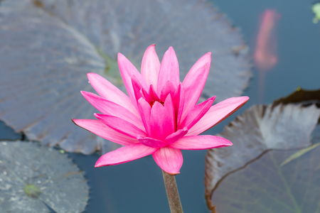 Blooming pink lotus flower backgroundの写真素材