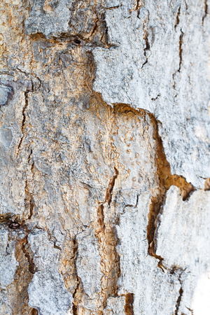 Background of wooden tree and textureの写真素材