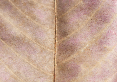 Dry tree leaf for background and textureの写真素材