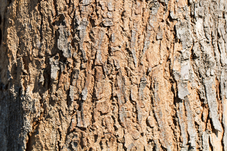 Wooden tree texture and backgroundの写真素材