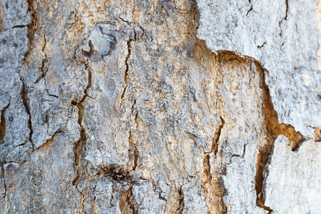 Background of wooden tree and textureの写真素材