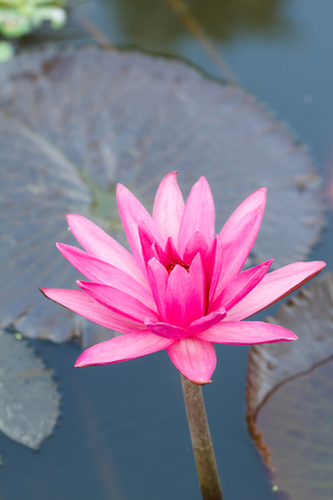 Blooming pink lotus flower backgroundの写真素材