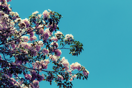 Magnolia flower with blue sky backgroundの写真素材