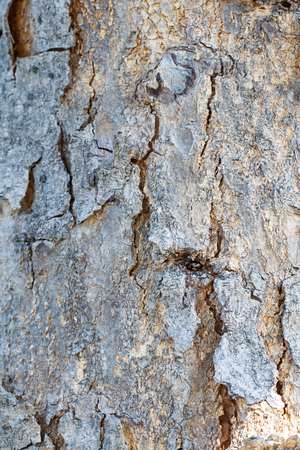 Background of wooden tree and textureの写真素材