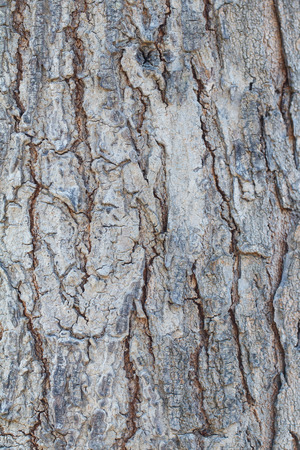 Wooden tree texture and backgroundの写真素材