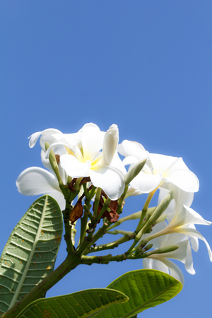 White Frangipani flowers with blue sky backgroundの写真素材