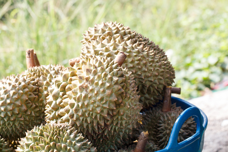 Durian one of the best street food in Thailandの写真素材